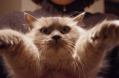 シナモン
