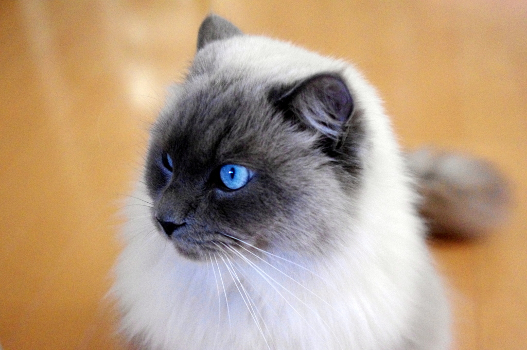シナモン