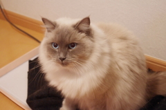 シナモン