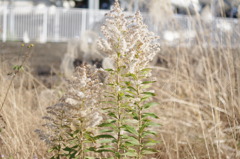 雑草