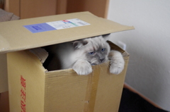 ちくわ