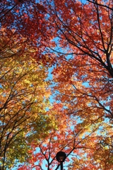 Look up from inside
