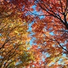 Look up from inside