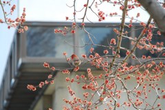 僕はカメレオン。