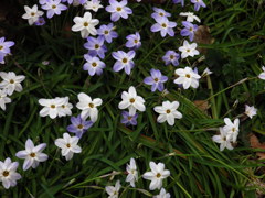 小花