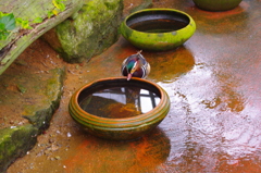 水飲み場