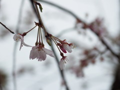 桜　ぼかし