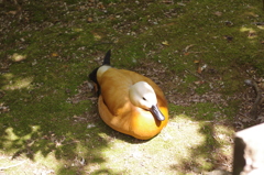 木陰