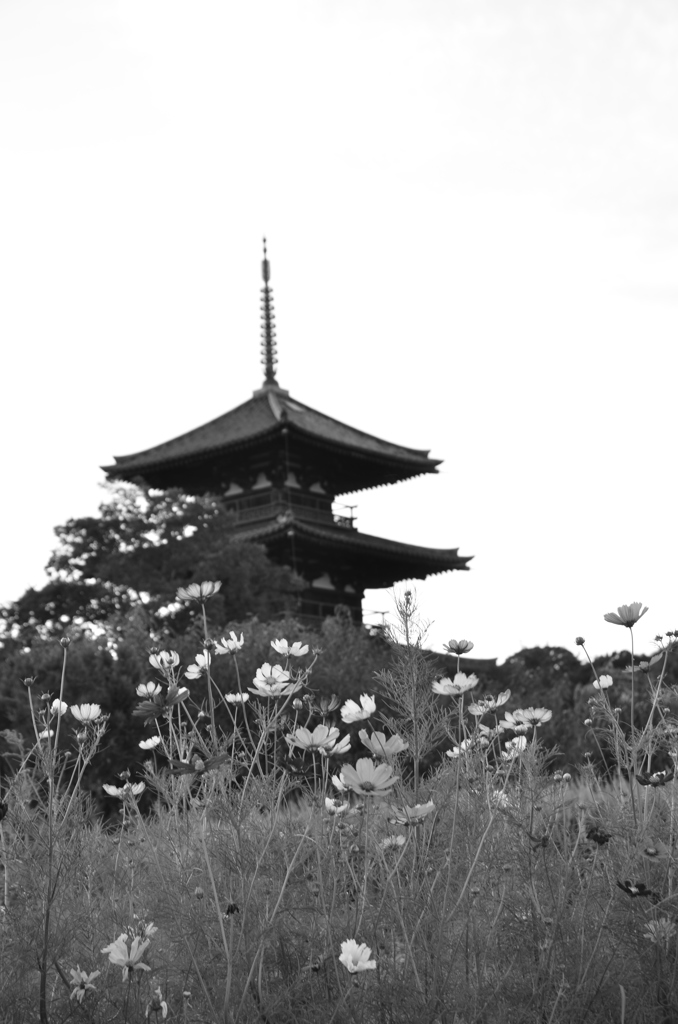 秋の法起寺