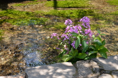 水辺の花