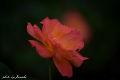 秋の薔薇 2