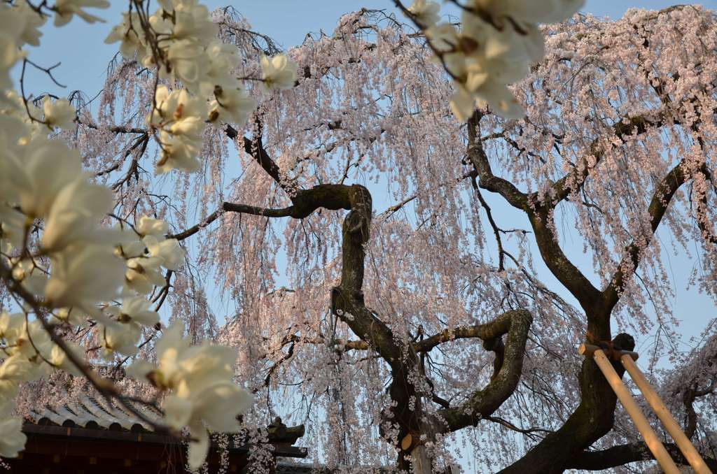 白木蓮と枝垂れ桜