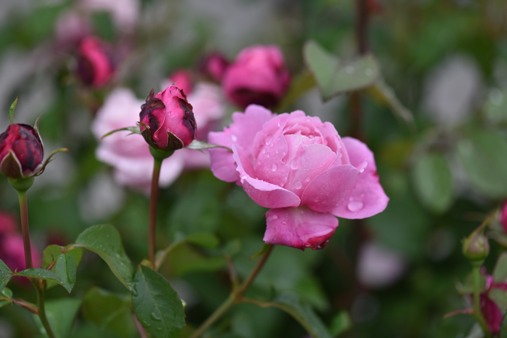 Rainy day