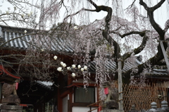 満開の枝垂れ桜 Ⅱ