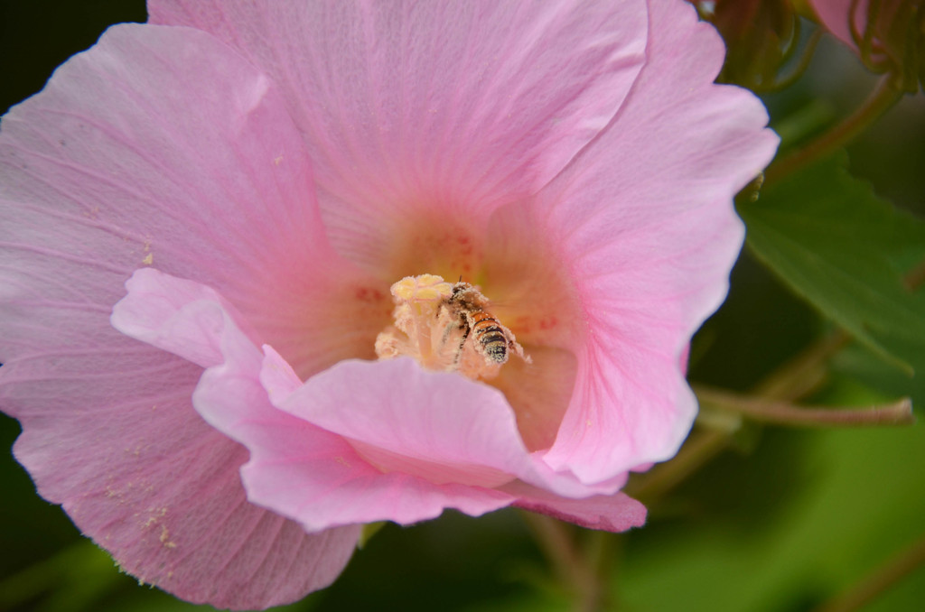 芙蓉の花にミツバチが 花粉塗れになっています By 大目付 Id 写真共有サイト Photohito