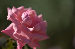 薔薇に魅せられてⅨ