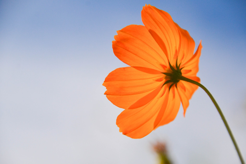 秋の碧空と秋桜