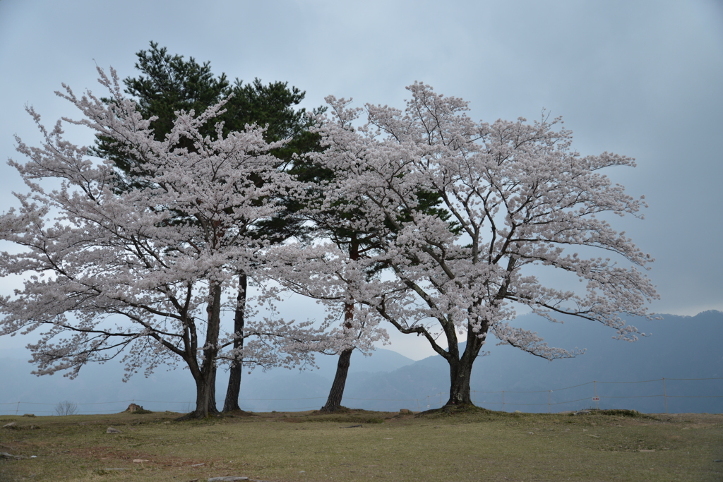 山上に咲く