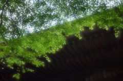 緑の風に