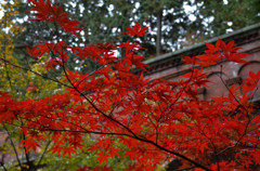 水路閣 の紅葉