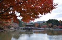 紅葉する楓と「浮御堂」
