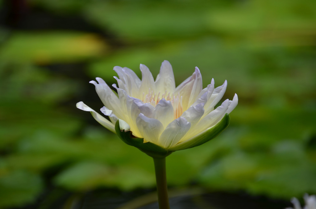白い睡蓮
