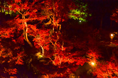 「もみじ谷」紅葉ライトアップ 