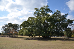 秋の飛火野