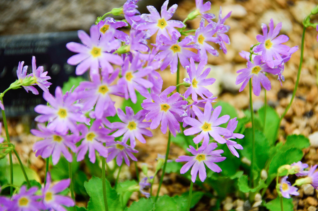 陸奥の花