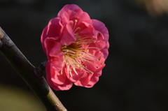 紅梅２
