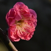 紅梅２