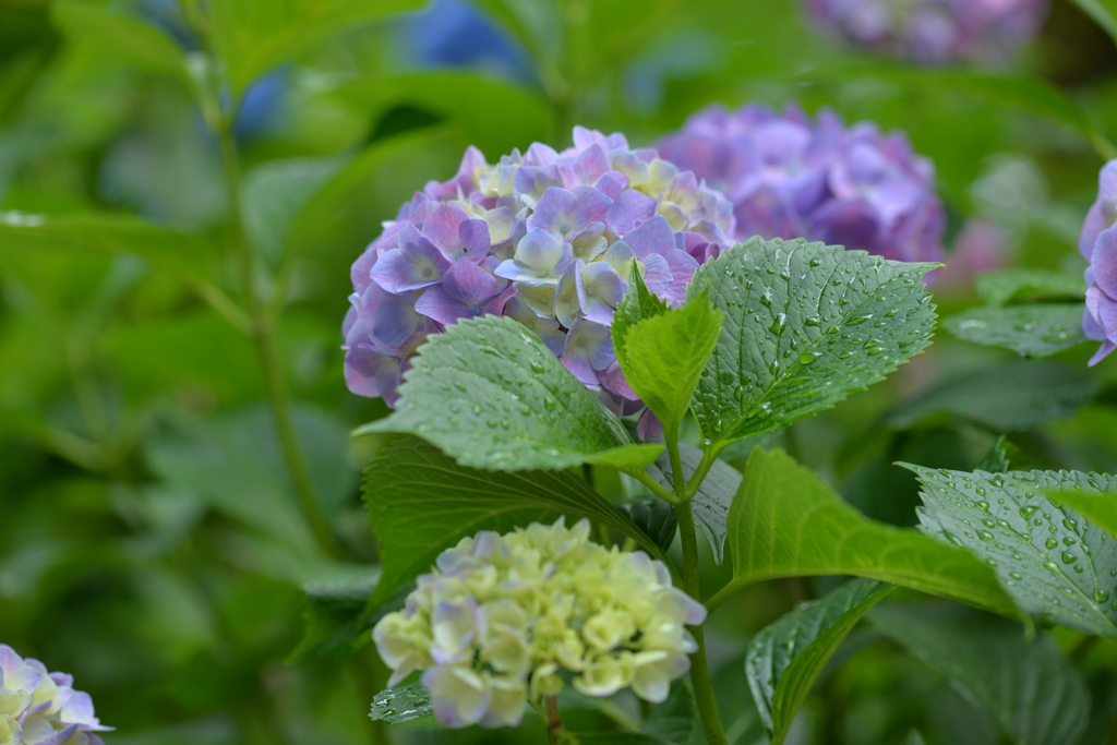 雨上がりの紫陽花