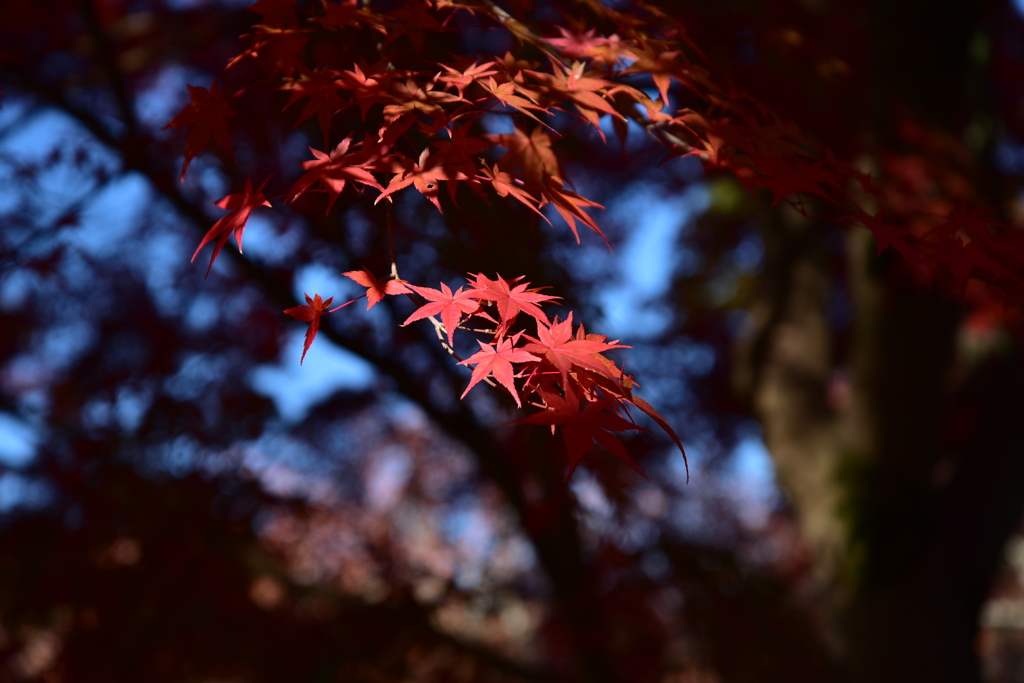 奈良の秋2