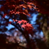 奈良の秋2