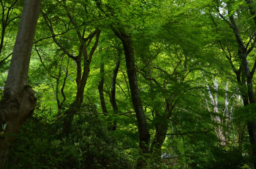 緑の洪水