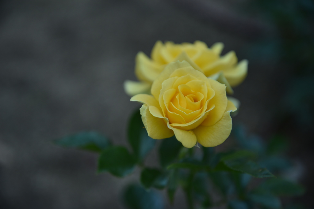 Yello　