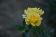 Yello　