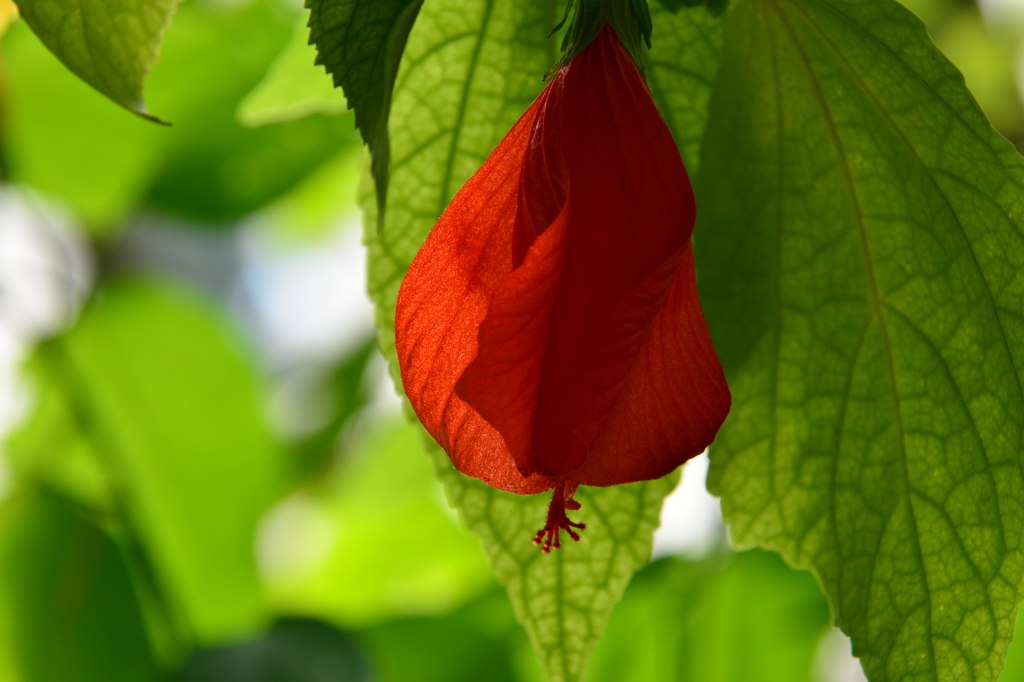 Green ＆Scarlet