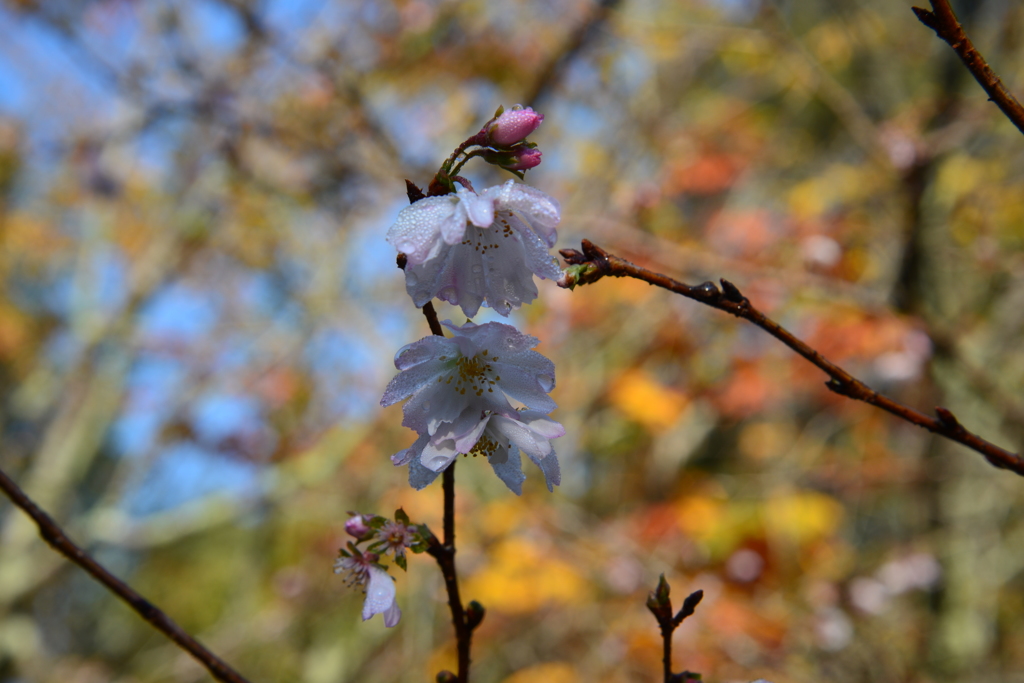 十月桜