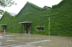 Green Leafs