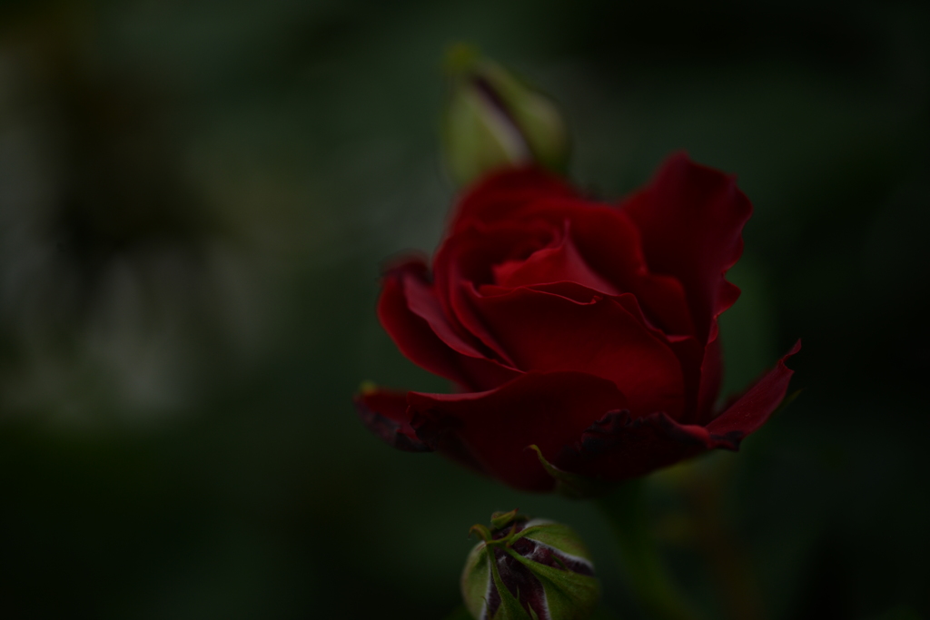 紅い薔薇