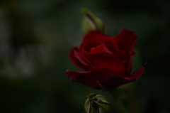 紅い薔薇