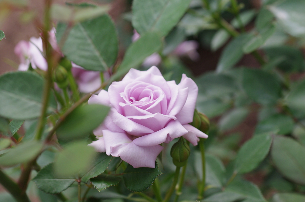 Rose Garden 3