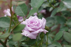 Rose Garden 3