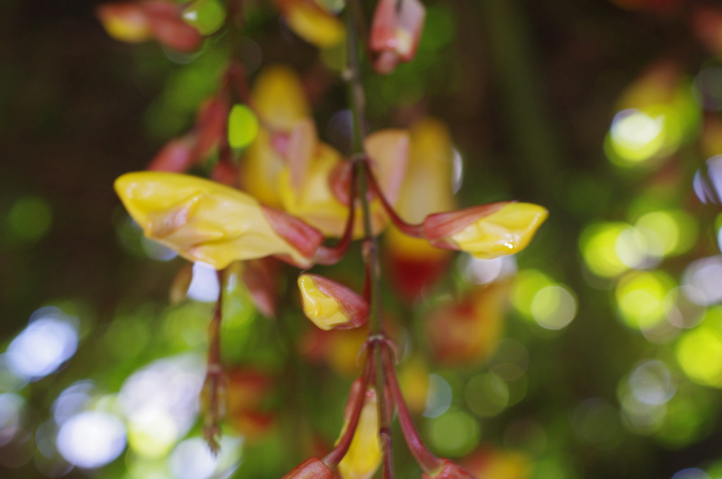 葉っぱ～ゆるゆる