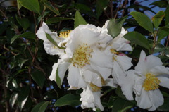 大山崎美術館で