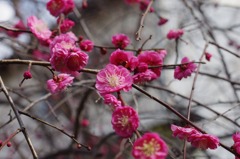 庭の枝垂れ梅 2