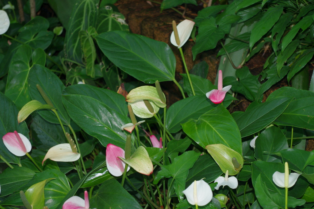 水生植物園で３