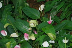 水生植物園で３