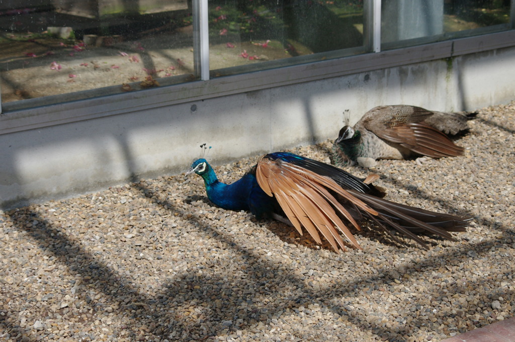 神戸花鳥園５４